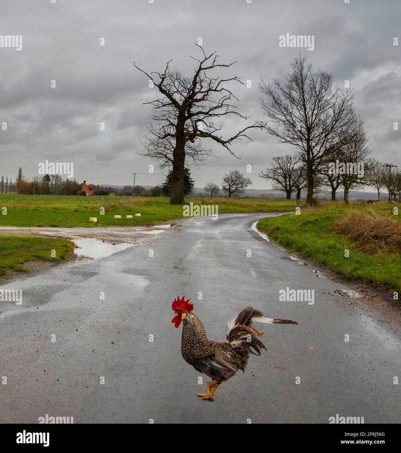 France - chicken road inout games